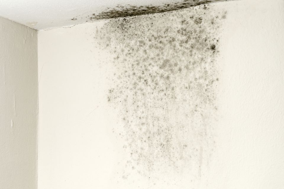 1517282810596544.jpg mold-on-ceiling-184964190-595542743df78cdc29e3081e.jpg