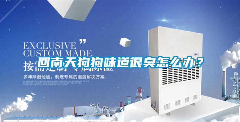 回南天狗狗味道很臭怎么辦?