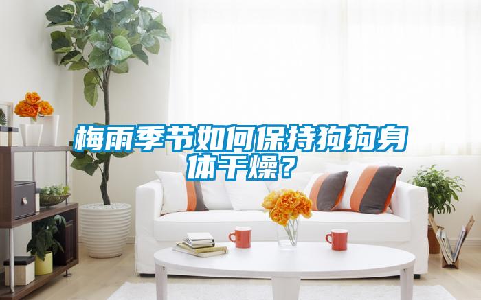 梅雨季節如何保持狗狗身體干燥?