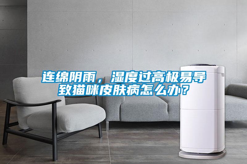 連綿陰雨，濕度過高極易導致貓咪皮膚病怎么辦？