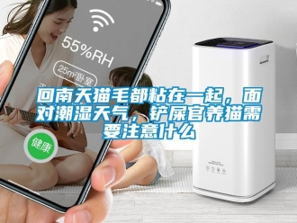 行業新聞回南天貓毛都粘在一起，面對潮濕天氣，鏟屎官養貓需要注意什么